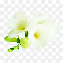 花苞白色花朵-空若网 花苞白色花朵-空若网