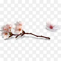 白色唯美花朵美景-空若网 白色唯美花朵美景-空若网