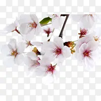 ��ɫ�����ֻ滨��-������