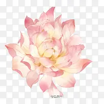 白色粉色花朵-空若网 白色粉色花朵-空若网