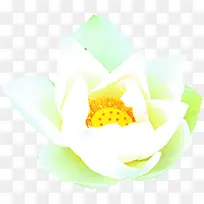 °×ɫˮ²Ê»¨¶äÖ²Îï-¿ÕÈôÍø °×ɫˮ²Ê»¨¶äÖ²Îï-¿ÕÈôÍø