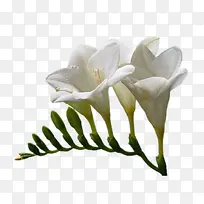 ��ɫ�ٺϻ�-������