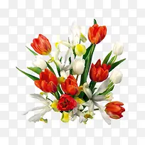 白色橙色花朵-空若网 白色橙色花朵-空若网