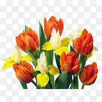 ��Ҷ��ɫ��ɫ����-������