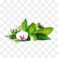 绿叶白色花朵-空若网 绿叶白色花朵-空若网