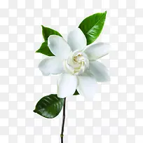 °×É«èÙ×Ó»¨-¿ÕÈôÍø °×É«èÙ×Ó»¨-¿ÕÈôÍø