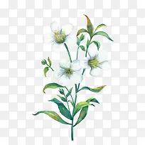 手绘白色花朵绿叶-空若网 手绘白色花朵绿叶-空若网