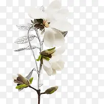 白色花朵图案-空若网 白色花朵图案-空若网