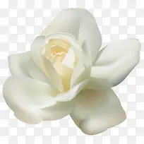 °×É«ÜÔÀò»¨-¿ÕÈôÍø °×É«ÜÔÀò»¨-¿ÕÈôÍø