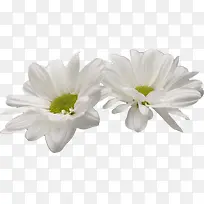 ��ɫ�ɰ�����-������