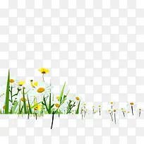 手绘白色夏季花朵-空若网 手绘白色夏季花朵-空若网