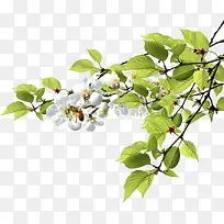 ��ɫ������֦��ɫ����-������