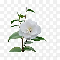 ��ɫ���໨��-������