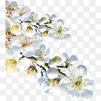 白色唯美花朵-空若网 白色唯美花朵-空若网