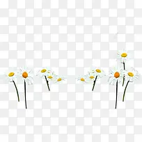 白色花朵草地唯美-空若网 白色花朵草地唯美-空若网