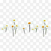 白色唯美小花花朵-空若网 白色唯美小花花朵-空若网