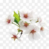 盛开的白色花朵-空若网 盛开的白色花朵-空若网