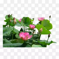 水生植物埃及莲花-空若网 水生植物埃及莲花-空若网