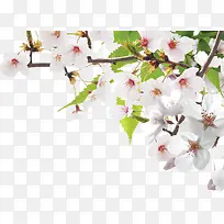 白色鲜花树枝风景花朵-空若网 白色鲜花树枝风景花朵-空若网