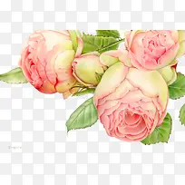 花白色花朵素材-空若网 花白色花朵素材-空若网