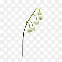 白色花朵小花苞-空若网 白色花朵小花苞-空若网