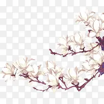 白色花朵彩绘-空若网 白色花朵彩绘-空若网