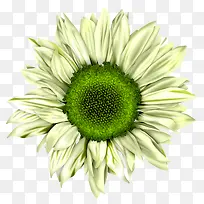 ��ɫ�������տ�-������