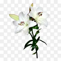 白色百合花花朵-空若网 白色百合花花朵-空若网