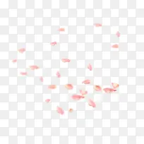 白色花朵白色花瓣-空若网 白色花朵白色花瓣-空若网