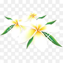 白色花朵植物手绘-空若网 白色花朵植物手绘-空若网