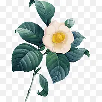 �ֻ��ɫ�ŷ绨��-������