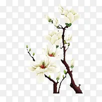 白色花朵-空若网 白色花朵-空若网