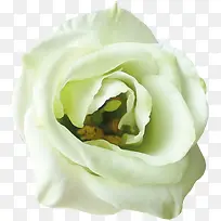 白色花朵-空若网 白色花朵-空若网