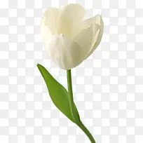 高清摄影白色的花朵花卉-空若网 高清摄影白色的花朵花卉-空若网