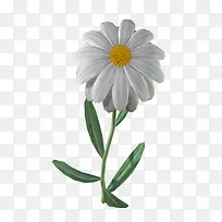 白色菊花花朵-空若网 白色菊花花朵-空若网