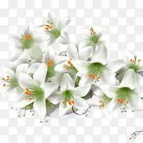 手绘白色花朵装饰-空若网 手绘白色花朵装饰-空若网