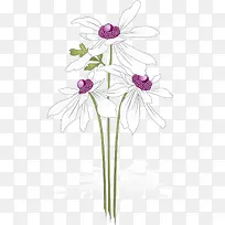 白色花朵-空若网 白色花朵-空若网