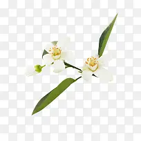 橙花白色花朵-空若网 橙花白色花朵-空若网