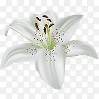 白色唯美百合花朵-空若网 白色唯美百合花朵-空若网