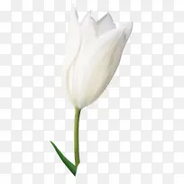 白色唯美清纯花朵-空若网 白色唯美清纯花朵-空若网