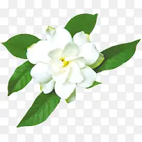 茉莉花朵白色茉莉-空若网 茉莉花朵白色茉莉-空若网