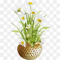 白色花朵花草-空若网 白色花朵花草-空若网