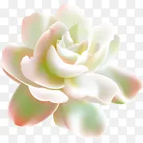 可爱白色渐变花朵-空若网 可爱白色渐变花朵-空若网