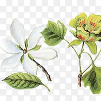 花朵白色花朵彩绘花朵-空若网 花朵白色花朵彩绘花朵-空若网