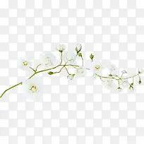 °×É«¸ßÇ廨¶äÊ÷Ö¦-¿ÕÈôÍø °×É«¸ßÇ廨¶äÊ÷Ö¦-¿ÕÈôÍø