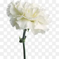 ��ɫΨ����������-������