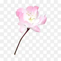 ��ɫ�������»���-������