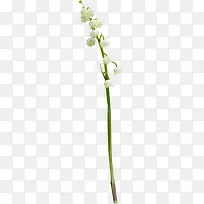 白色小花朵绿色树枝-空若网 白色小花朵绿色树枝-空若网
