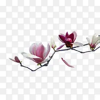 粉白色花朵树枝复古装饰-空若网 粉白色花朵树枝复古装饰-空若网