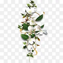 白色可爱花朵植物-空若网 白色可爱花朵植物-空若网